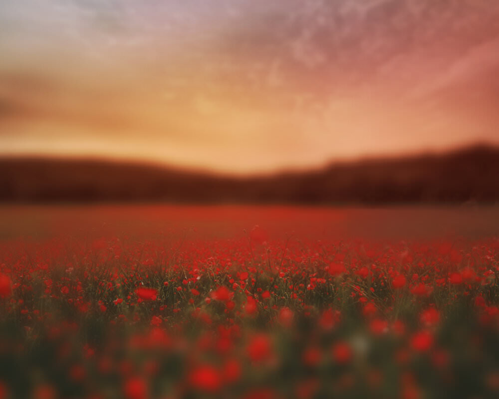 Red Flower Field