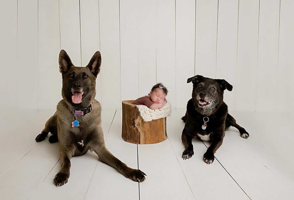 Sleeping newborn girl resting in bucket with her two dogs beside her for newborn picture ideas in Mount Laurel, New Jersey.