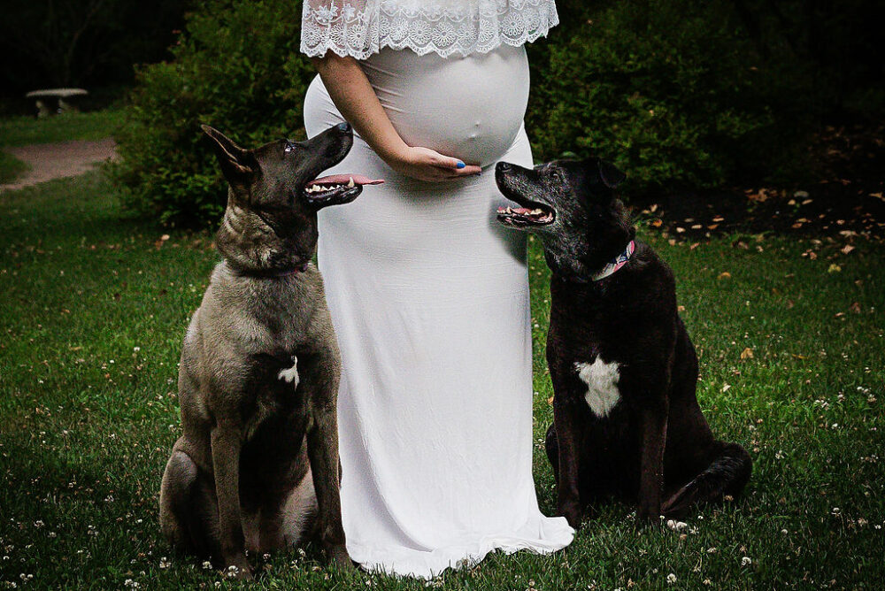 Pregnant woman with her two dogs posing for her summer maternity session taken in garden in Hamilton, New Jersey.