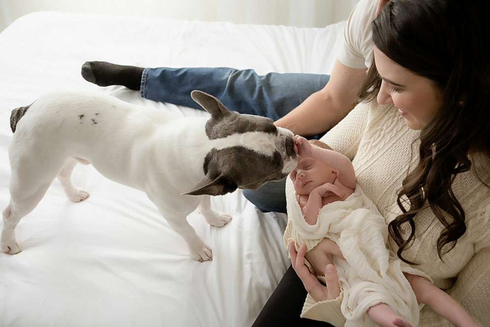 Close up of a dog licking infant girls hand while she's being held by her mother and father on a mattress photography set for their newborn session in Voorhees, New Jersey.