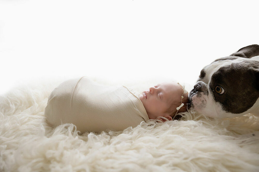 Side profile, photo of sleeping newborn girl in swaddle on blanket, and her dog, sniffing her head for her baby pics taken in freehold, New Jersey.