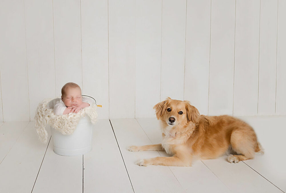 A newborn boy sleeping in a bucket for a professional photography session sitting next to his family dog for his newborn session in Vincentown, New Jersey.