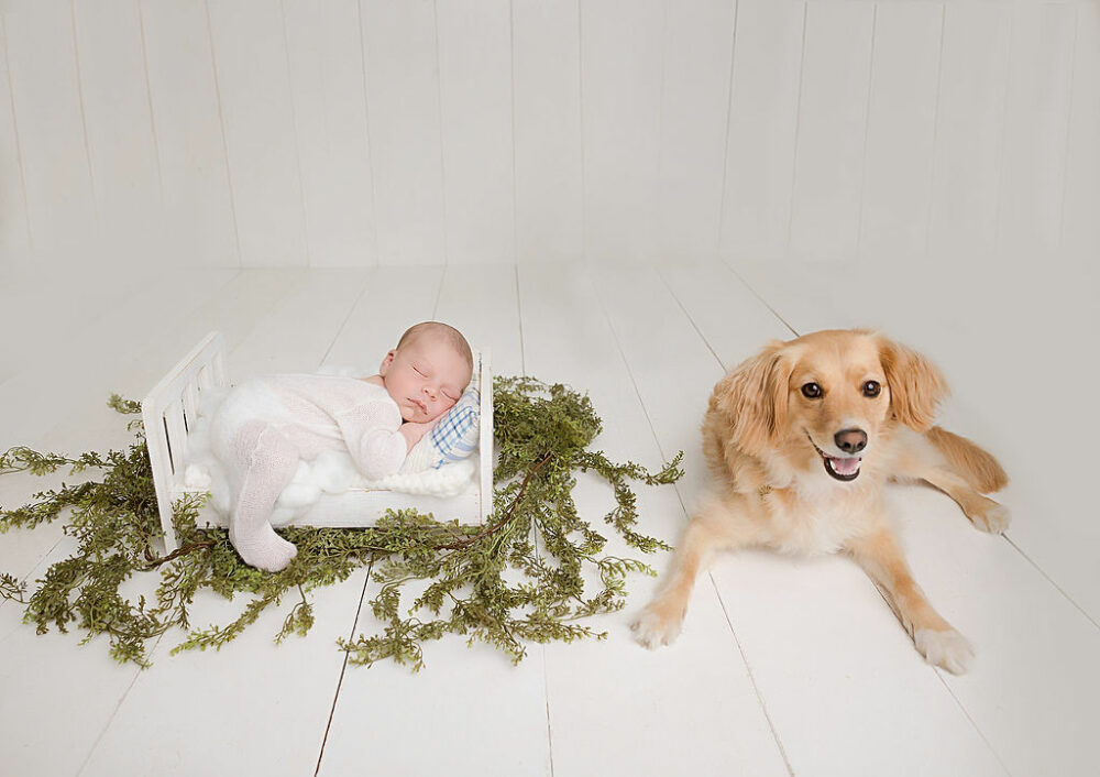A infant portrait of a boy sleeping in a tiny crib photography prop with greenery with dog sitting next to him for professional newborn pictures taken in Tabernacle, New Jersey.