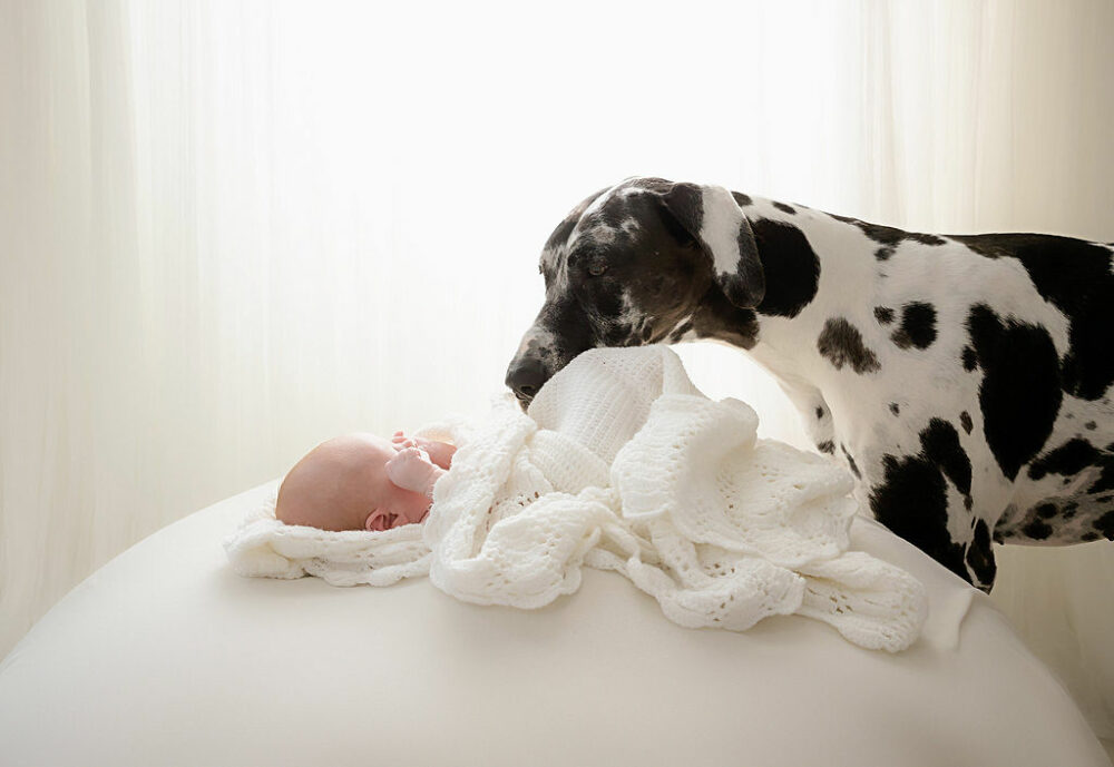 A cute picture of a newborn and his great Dane puppy playing during his lifestyle baby Photography session in Hamilton, New Jersey.